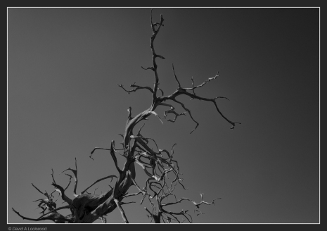 Dead  branches.
